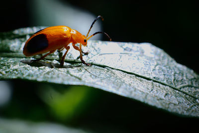 Close-up of insect on leaf