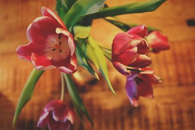 Close-up of pink flowers blooming outdoors