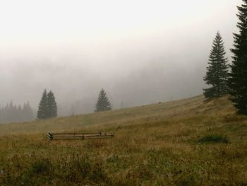 Trees on field against sky