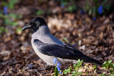 Close-up of a bird