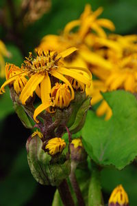 Close-up of bee perching on yellow flower