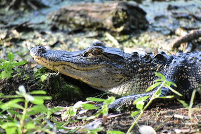 Close-up of alligator 