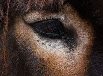 Close-up of a horse eye