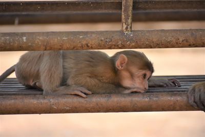 Close-up of monkey in monkey cave, chiang rai, thailand