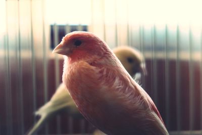 Close-up of bird perching on railing