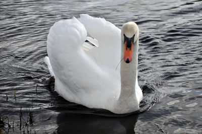 Close-up of swan swimming in lake