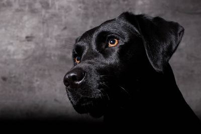 Close-up of dog looking away