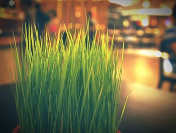 Close-up of illuminated grass at night