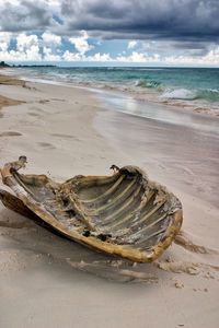 Driftwood on beach against sky