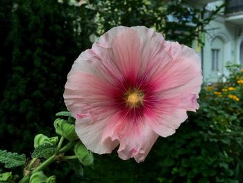 Close-up of pink flower blooming outdoors