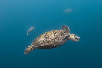 View of turtle swimming in sea