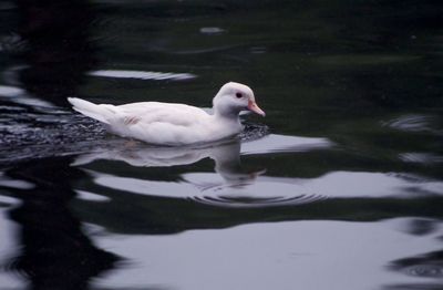 Duck swimming in a lake