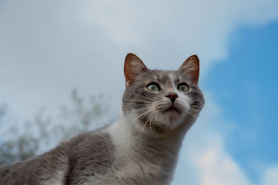 Close-up portrait of a cat. attentive cat look.