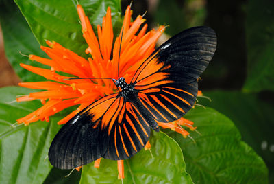 Close-up of butterfly pollinating on orange flower