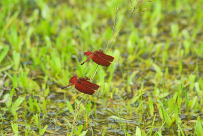 Close-up of insect on red flower