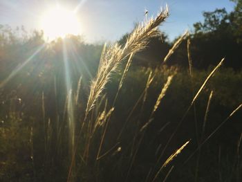 Close-up of stalks in field against bright sun