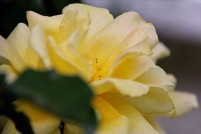 Close-up of yellow flower