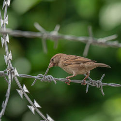 Close-up of bird perching on barbed wire