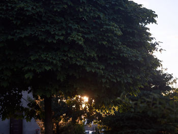 Trees against sky at night