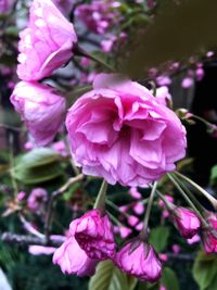 Close-up of pink flowers