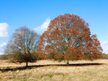 Trees on field against sky during autumn