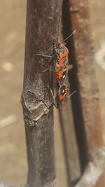 Close-up of insect on wall