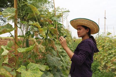 Asian women inspecting the quality of organic cucumbers in the field.