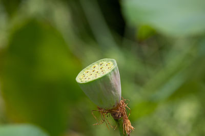 Close-up of bud growing outdoors