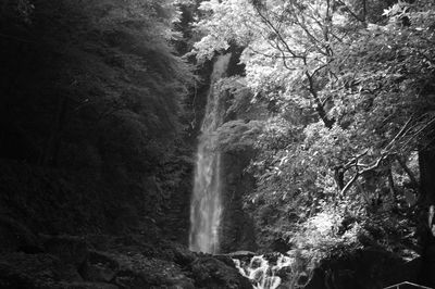 Scenic view of waterfall in forest