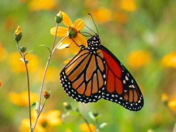 Close-up of butterfly pollinating on flower