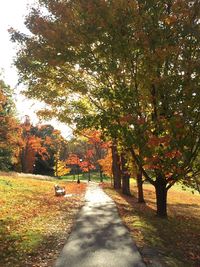 Footpath in park