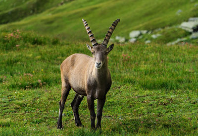 Portrait of horse on field