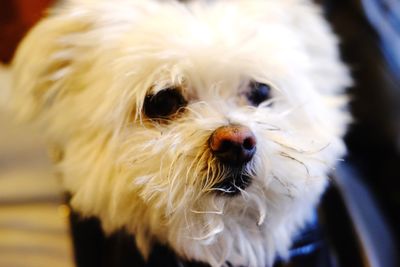 Close-up portrait of dog