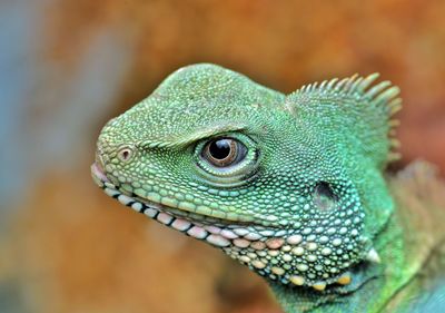 Close-up of a lizard