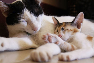 Close-up of cat sleeping