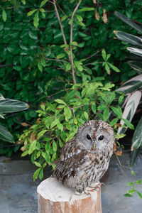 Bird perching on a plant