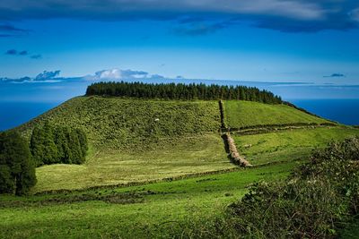 Forest on a hill against blue sky