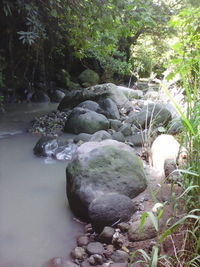 Stream flowing through forest