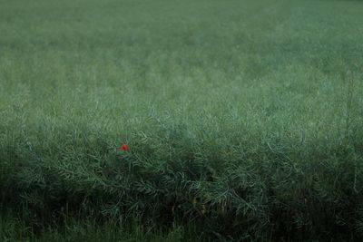 Close-up of plants on field