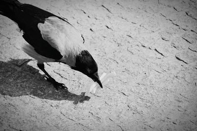 Close-up of bird in water