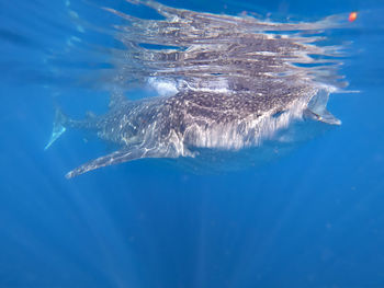 Fish swimming in sea