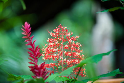 Close-up of red flower