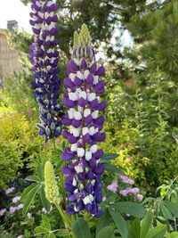 Close-up of purple flowering plants