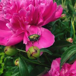 Close-up of bee pollinating on pink flower