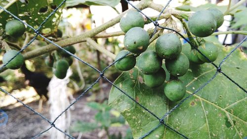 Close-up of fruit growing on tree