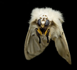 Close-up of insect on white background