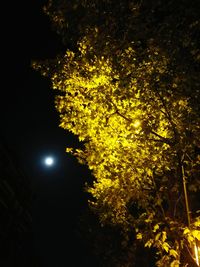 Low angle view of trees at night