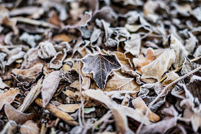 Close-up of dry autumn leaves on ground