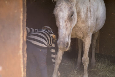 Close-up of a horse