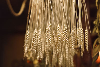 Close-up of stalks in field